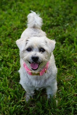 White dog photographed at Mizner Bark Dog Park on September 4, 2026