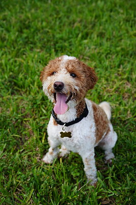 Duece photographed at Mizner Bark Dog Park on September 4, 2026