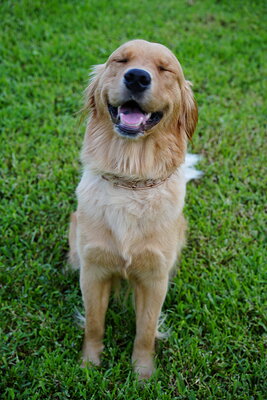 Golden dog photographed at Mizner Bark Dog Park on September 4, 2026