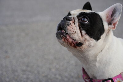Black and white dog photographed at Mizner Bark Dog Park on September 4, 2026