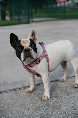 Black and white dog photographed at Mizner Bark Dog Park on September 4, 2026