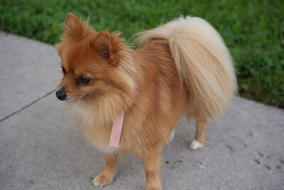 Orange cream dog photographed at Mizner Bark Dog Park on September 4, 2026