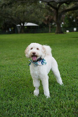 Cream white dog photographed at Mizner Bark Dog Park on September 4, 2026