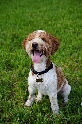 Duece photographed at Mizner Bark Dog Park on September 4, 2026