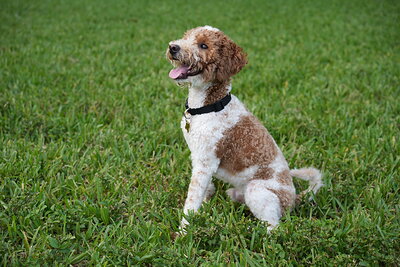 Duece photographed at Mizner Bark Dog Park on September 4, 2026