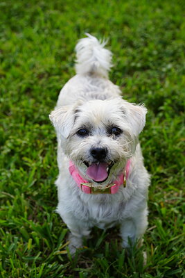 White dog photographed at Mizner Bark Dog Park on September 4, 2026