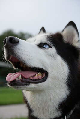 Black and white dog photographed at Mizner Bark Dog Park on September 4, 2026