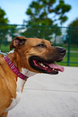 Fawn and white dog photographed at Mizner Bark Dog Park on September 4, 2026