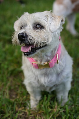 White with tan markings dog photographed at Mizner Bark Dog Park on September 4, 2026