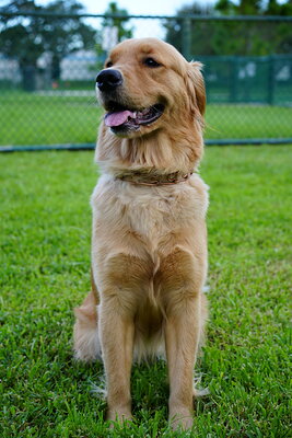 Golden dog photographed at Mizner Bark Dog Park on September 4, 2026