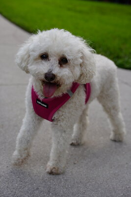 White dog photographed at Mizner Bark Dog Park on September 4, 2026