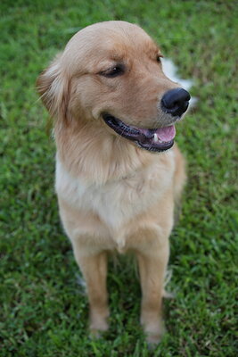 Golden cream dog photographed at Mizner Bark Dog Park on September 4, 2026