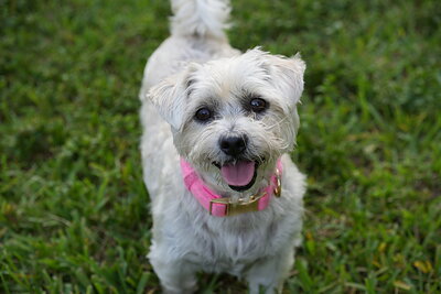 White dog photographed at Mizner Bark Dog Park on September 4, 2026