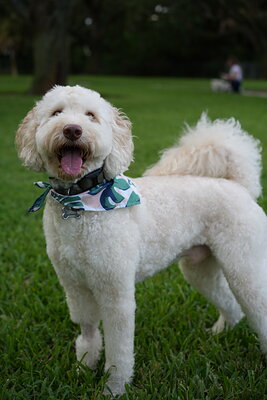 Cream white dog photographed at Mizner Bark Dog Park on September 4, 2026