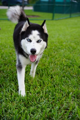 Max photographed at Mizner Bark Dog Park on September 4, 2026