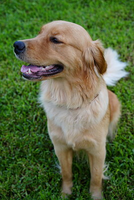 Golden cream dog photographed at Mizner Bark Dog Park on September 4, 2026