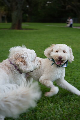 Lily photographed at Mizner Bark Dog Park on September 4, 2026