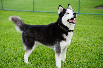 Max photographed at Mizner Bark Dog Park on September 4, 2026