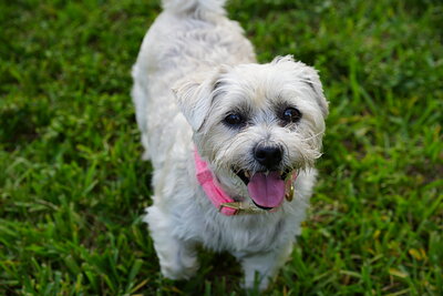 White dog photographed at Mizner Bark Dog Park on September 4, 2026