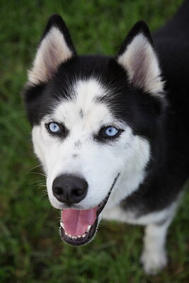 Max photographed at Mizner Bark Dog Park on September 4, 2026