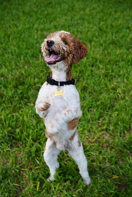Duece photographed at Mizner Bark Dog Park on September 4, 2026