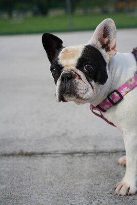 Chloe photographed at Mizner Bark Dog Park on September 4, 2026