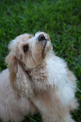 Woody photographed at Mizner Bark Dog Park on September 4, 2026