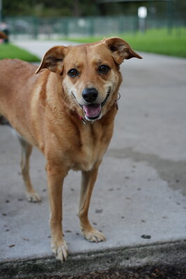 Light brown tan dog photographed at Mizner Bark Dog Park on September 4, 2026