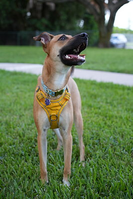 Honey photographed at Mizner Bark Dog Park on September 4, 2026