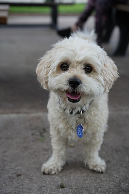 Cream white dog photographed at Mizner Bark Dog Park on September 4, 2026
