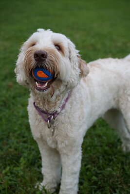 Lily photographed at Mizner Bark Dog Park on September 4, 2026