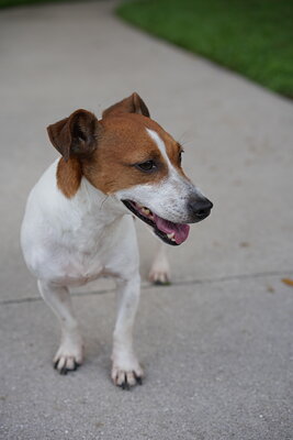 White and tan dog photographed at Mizner Bark Dog Park on September 4, 2026