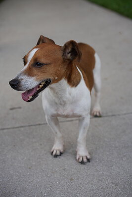 Brown and white dog photographed at Mizner Bark Dog Park on September 4, 2026