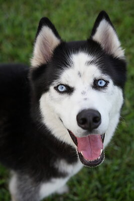 Max photographed at Mizner Bark Dog Park on September 4, 2026
