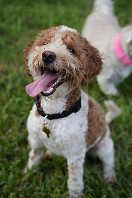 Duece photographed at Mizner Bark Dog Park on September 4, 2026