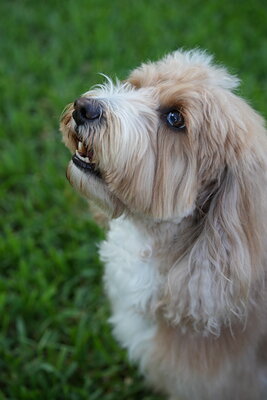 Woody photographed at Mizner Bark Dog Park on September 4, 2026