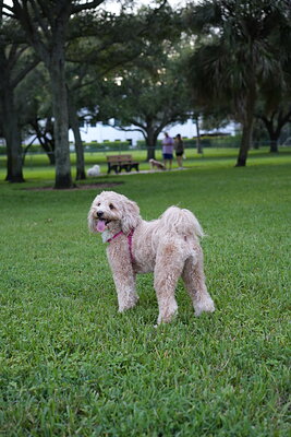 Apricot cream dog photographed at Mizner Bark Dog Park on September 4, 2026