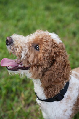 Duece photographed at Mizner Bark Dog Park on September 4, 2026