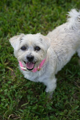 White cream dog photographed at Mizner Bark Dog Park on September 4, 2026