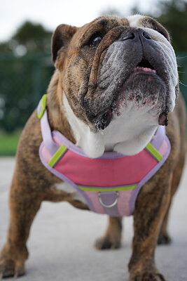 Brindle and white dog photographed at Mizner Bark Dog Park on September 4, 2026