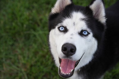 Max photographed at Mizner Bark Dog Park on September 4, 2026