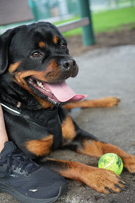 Reya photographed at Mizner Bark Dog Park on September 4, 2026