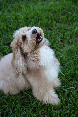 Woody photographed at Mizner Bark Dog Park on September 4, 2026