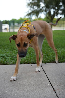 Honey photographed at Mizner Bark Dog Park on September 4, 2026