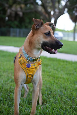 Honey photographed at Mizner Bark Dog Park on September 4, 2026