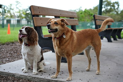 Brown and white dog photographed at Mizner Bark Dog Park on September 4, 2026