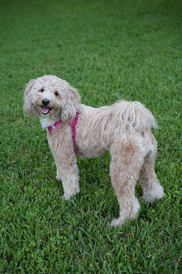 Cream white dog photographed at Mizner Bark Dog Park on September 4, 2026