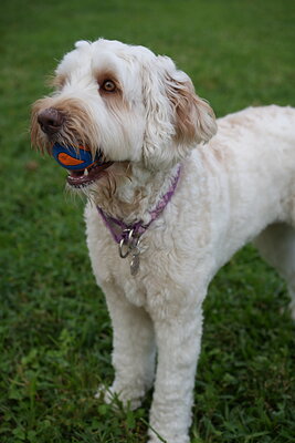 Lily photographed at Mizner Bark Dog Park on September 4, 2026