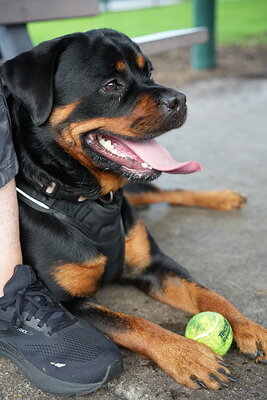 Reya photographed at Mizner Bark Dog Park on September 4, 2026