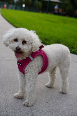 White dog photographed at Mizner Bark Dog Park on September 4, 2026